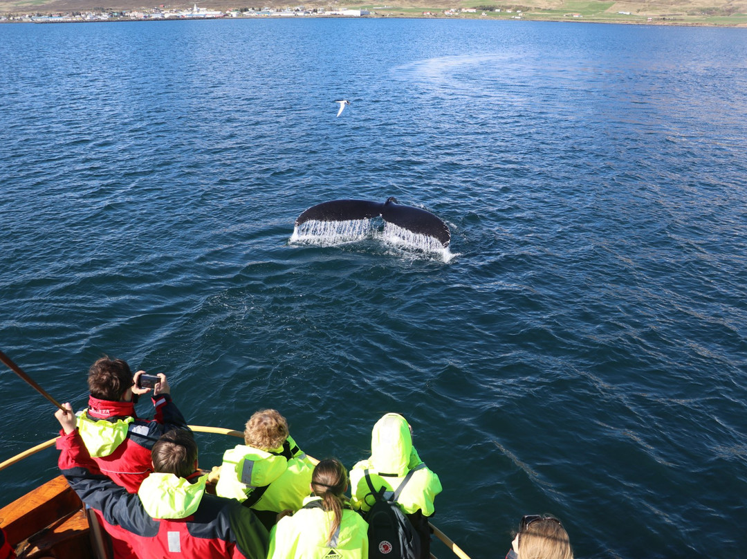 Whale Watching Hauganes景点图片