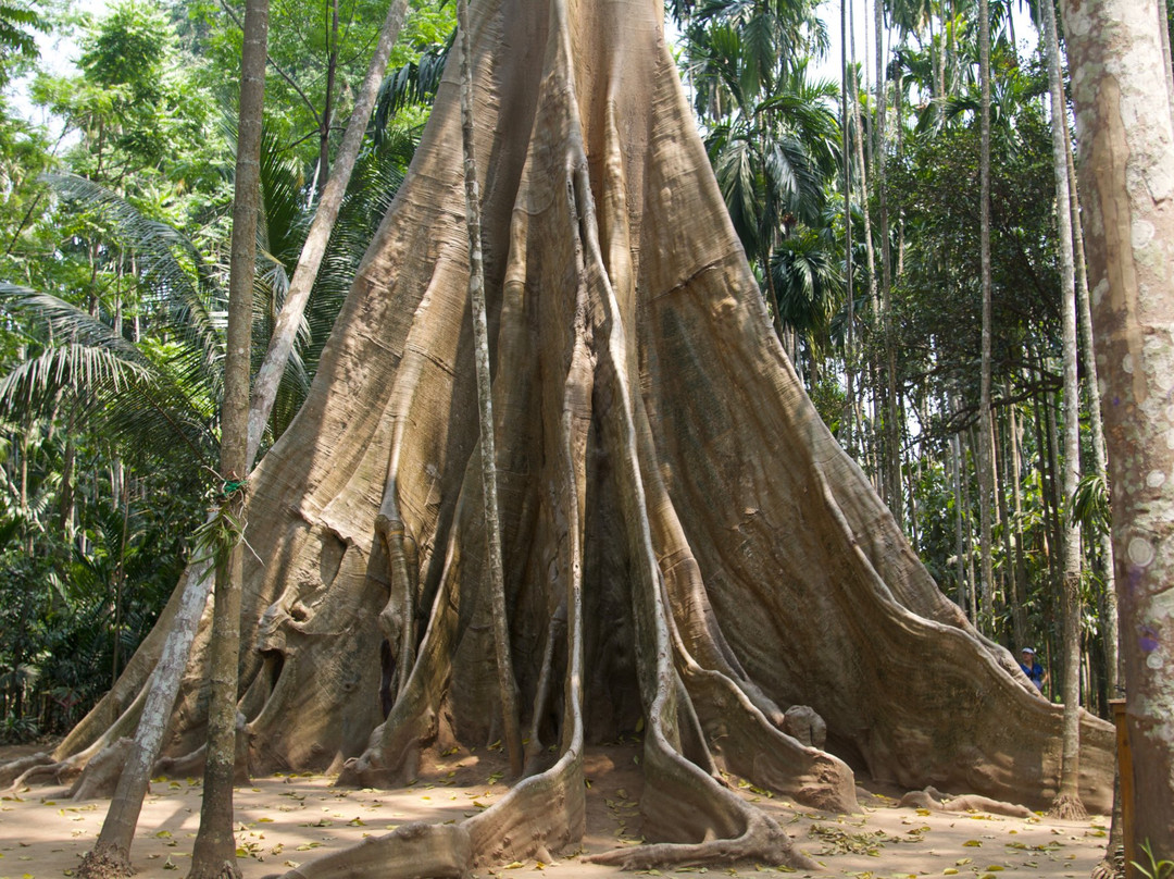 Big Tree-万莱必去景点