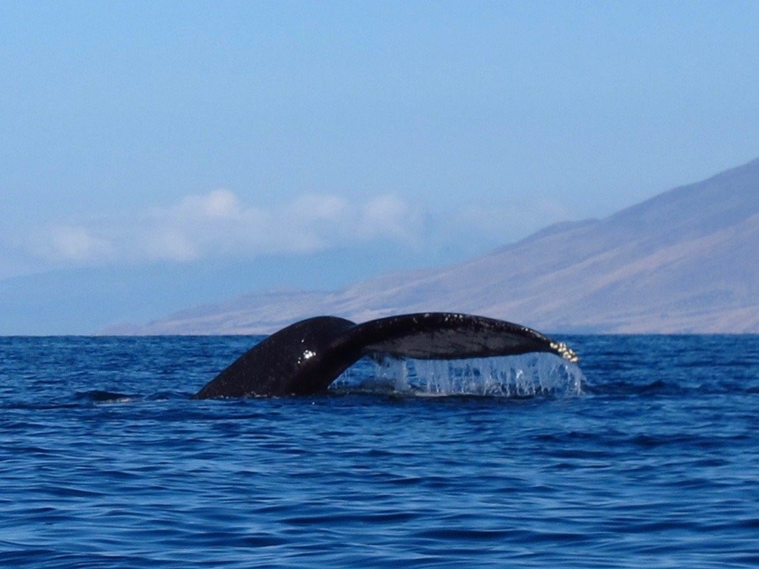 Aloha Kayaks Maui-基黑必去景点