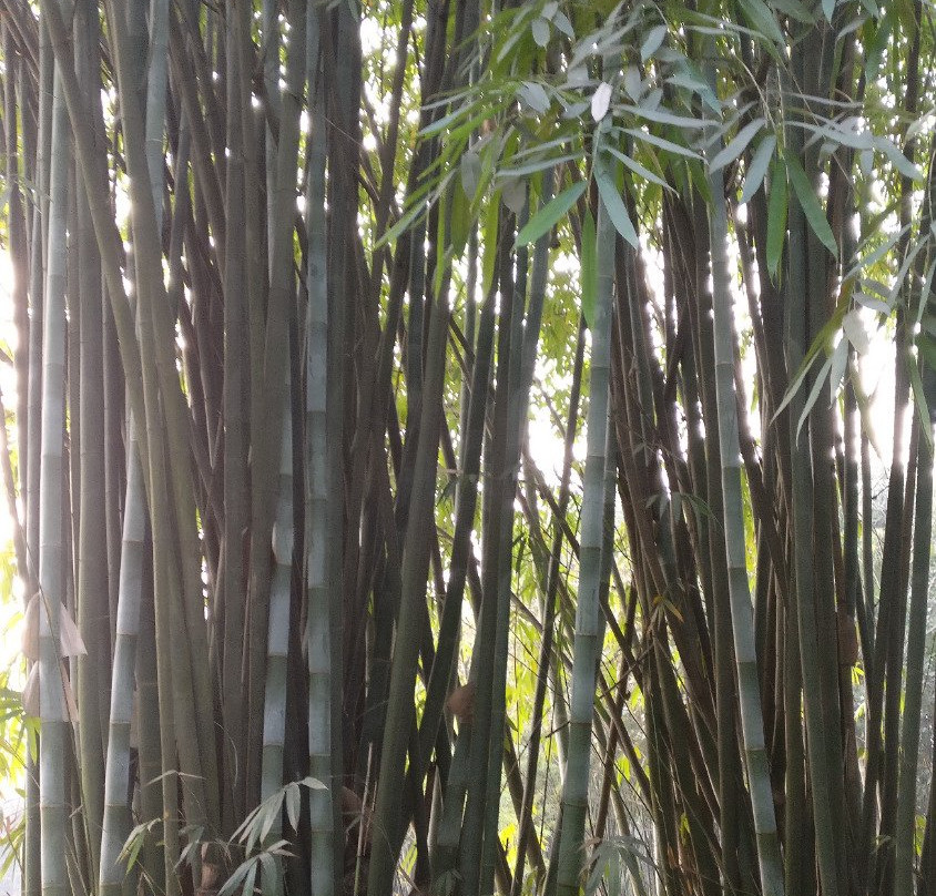 仙鹤森林公园-新津县必去景点