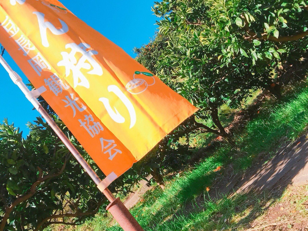 Osaka Orange Farm-伊豆之国市必去景点