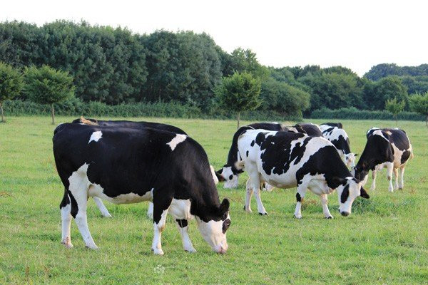 La Ferme aux Charmes主图