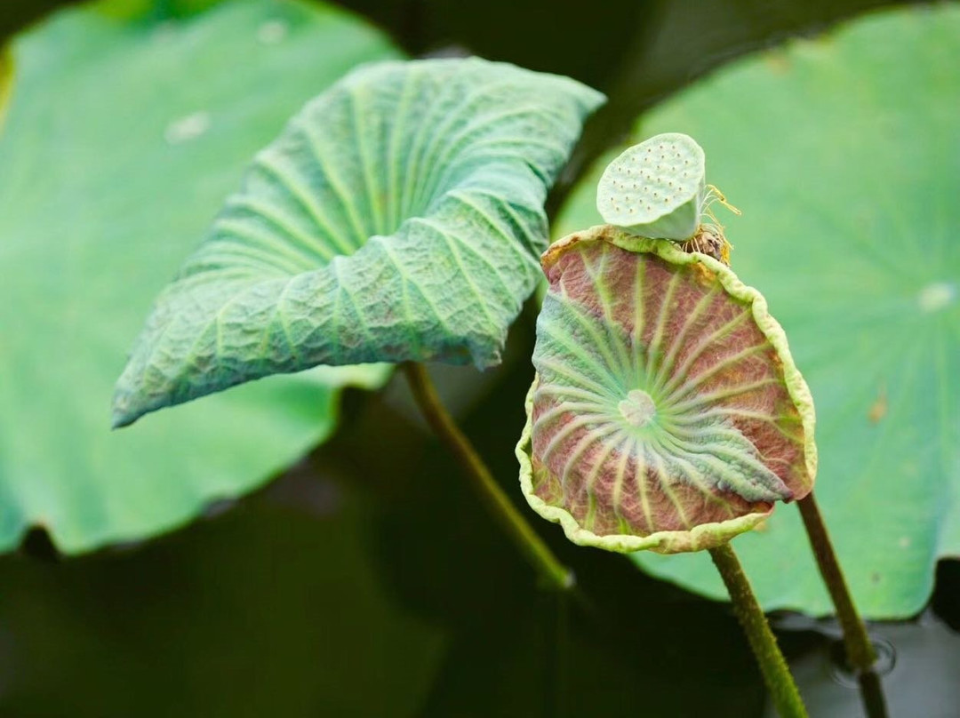 上岳古民居-佛冈县必去景点