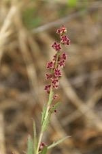 Yanipy Nature Reserve-Kaniva必去景点