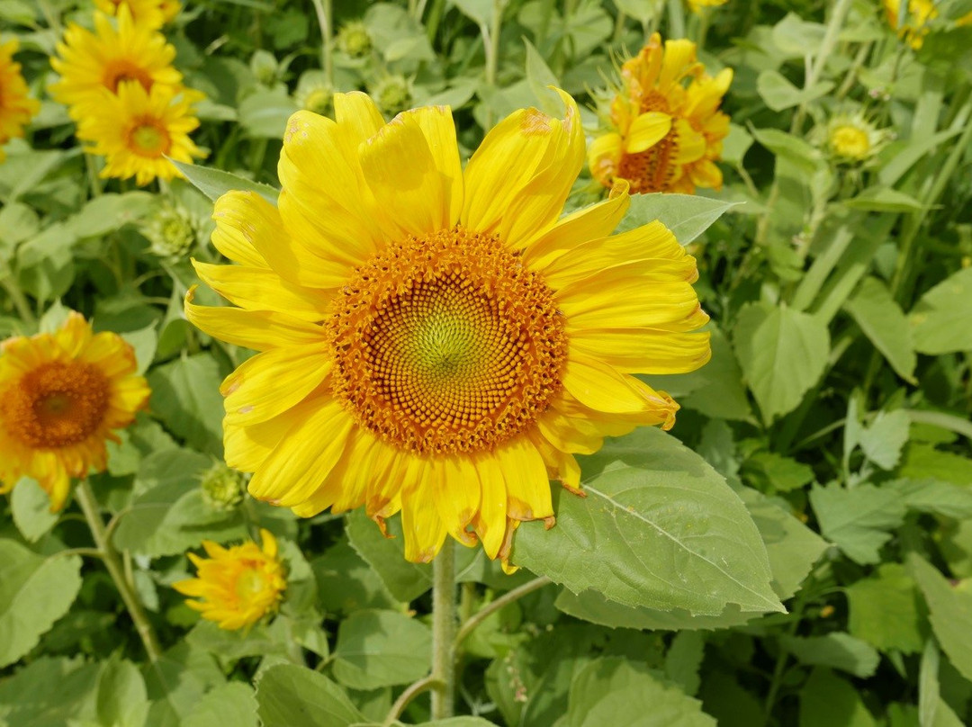 Flower Parking景点图片