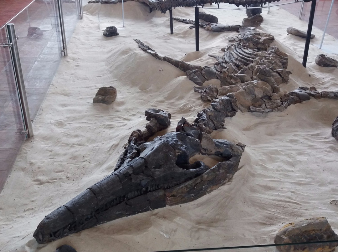 Museo Paleontologico de Villa de Leyva-莱瓦镇必去景点