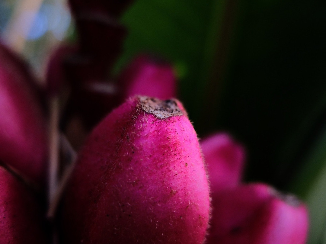 Ecoparque de las Garzas-卡利必去景点