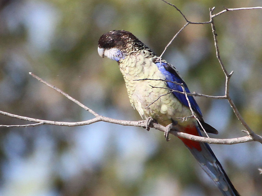 Experience the Wild-达尔文市必去景点