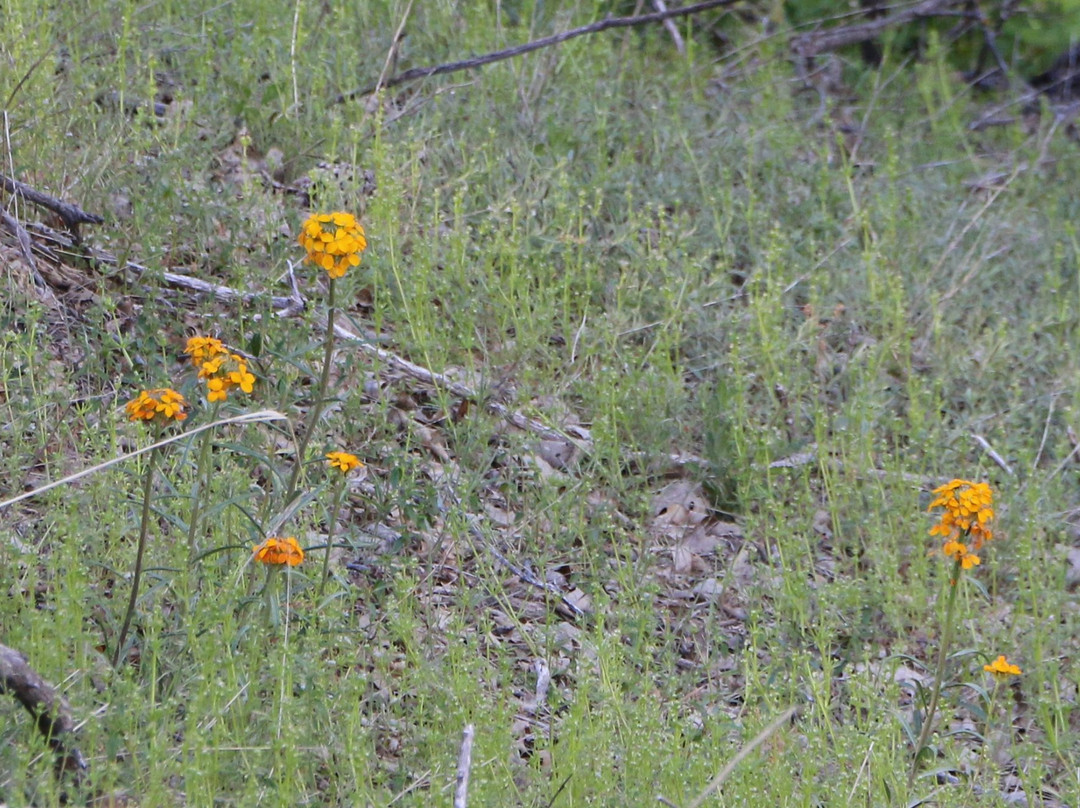 Heaps Peak Arboretum-Skyforest必去景点