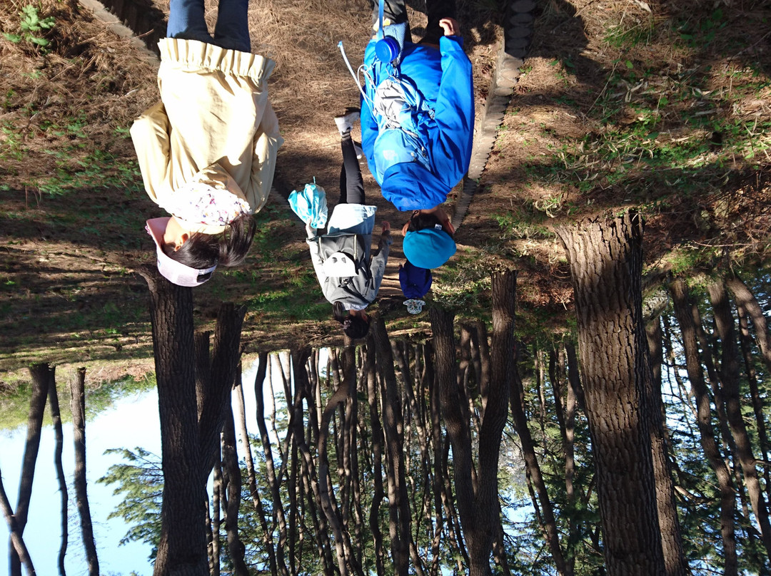 Yodo Pine Grove