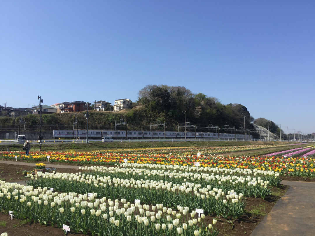Sakura Tulip Festa-佐仓市必去景点