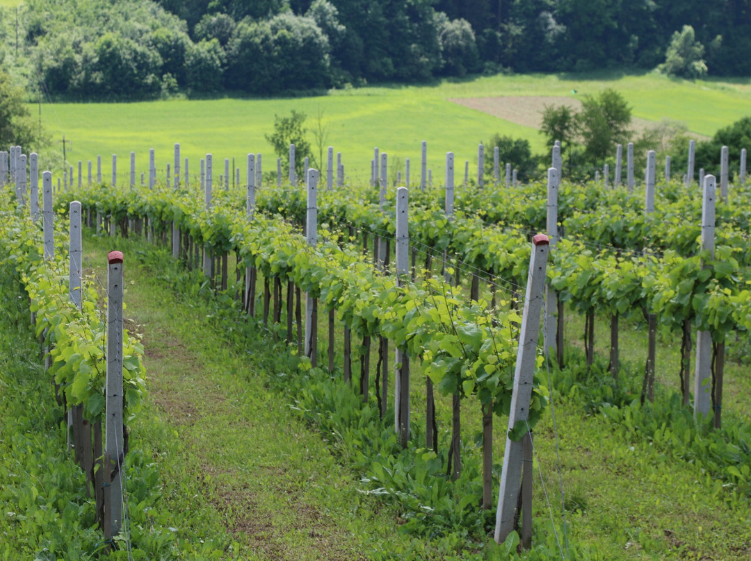 Chodorowa Winery景点图片