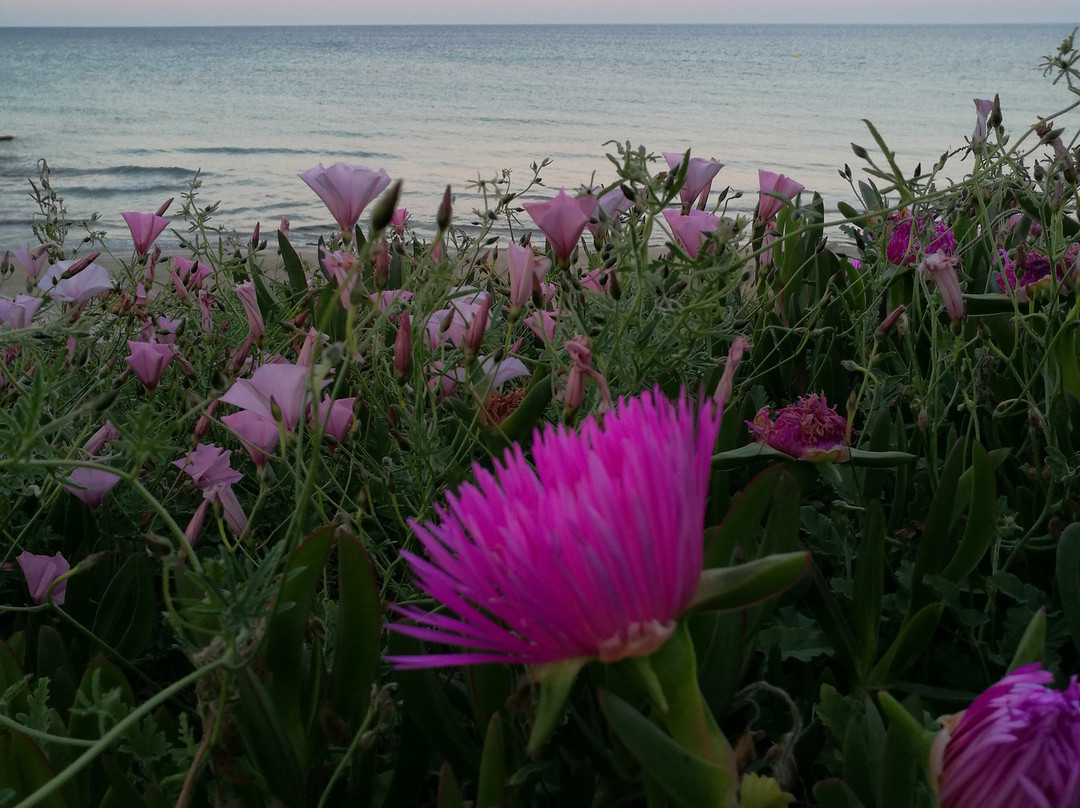 Playa El Conde-Torre de la Horadada必去景点