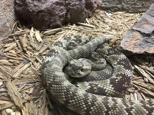 Rattlers & Reptiles-Fort Davis必去景点