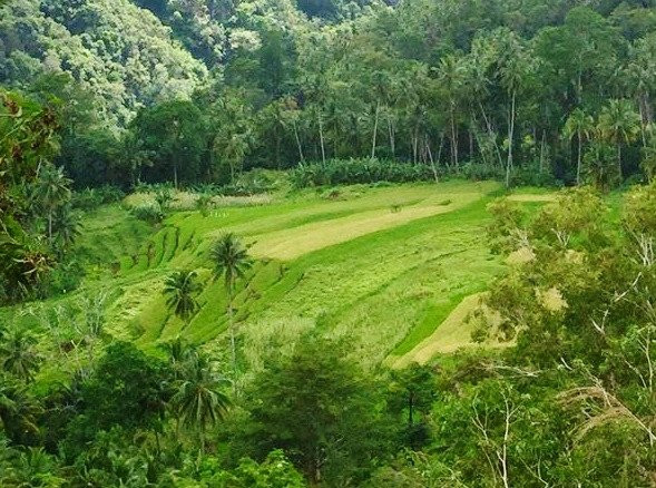Luinab Rice Terraces景点图片