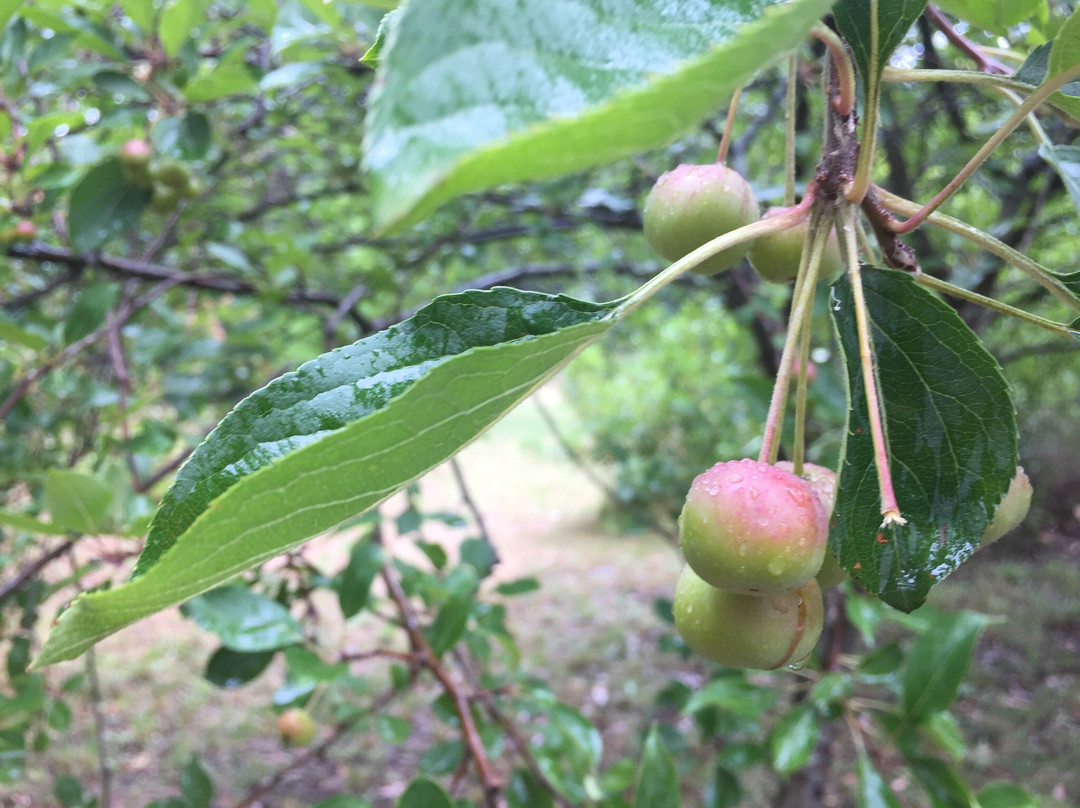 Stanley Park-马其顿山必去景点