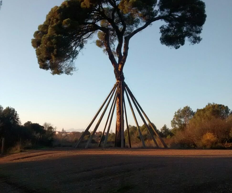 El Pi d'en Xandri景点图片