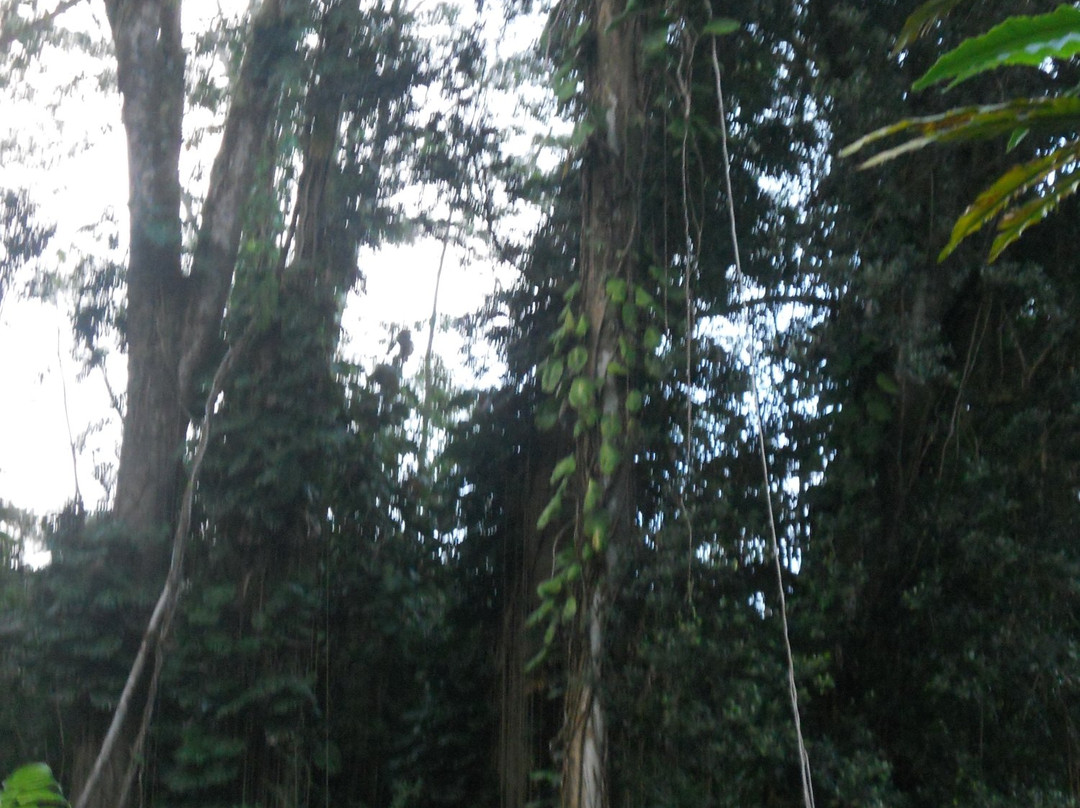 Akaka Pitstop-希洛必去景点