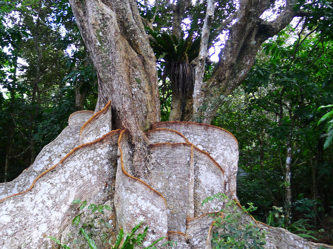 Heritiera Littoralis Tree of Nakama River-竹富町西表岛必去景点