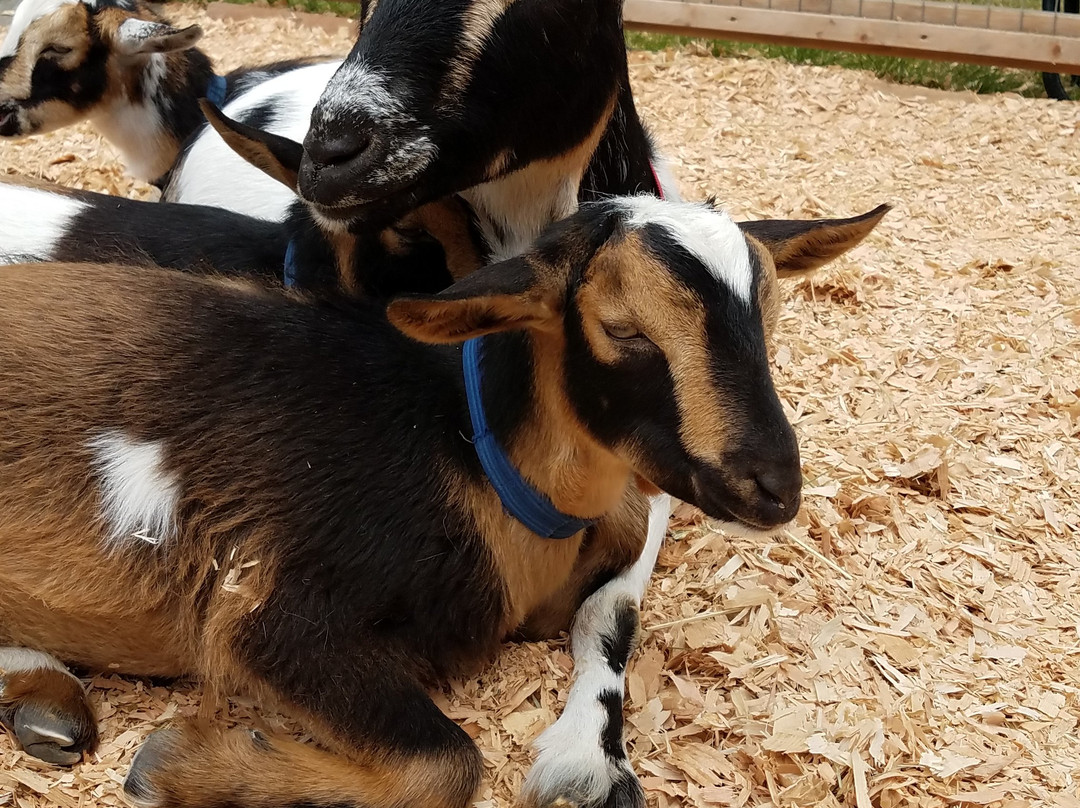 Beacon Hill Children's Farm-维多利亚必去景点