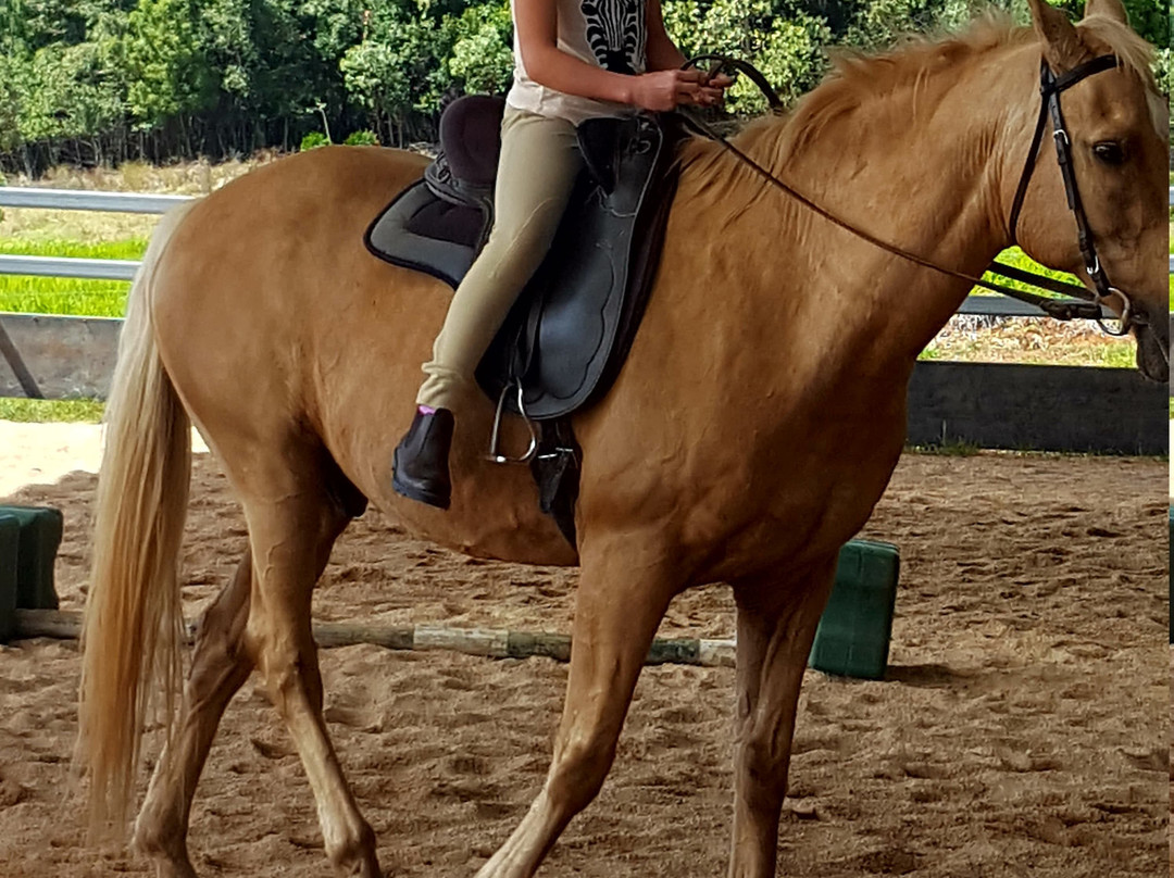 Ports Horse Farm-道格拉斯港必去景点