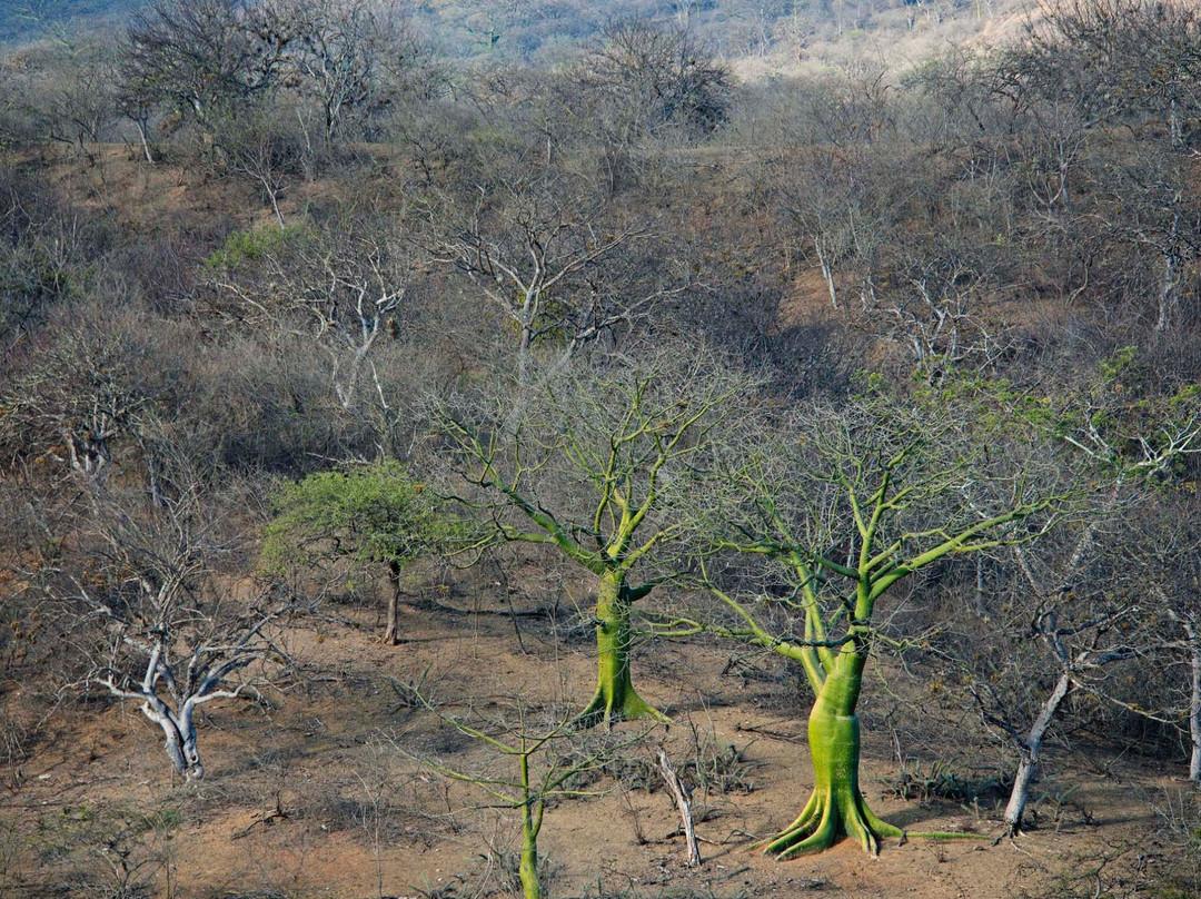 Cerros de Amotape National Park-Tumbes必去景点