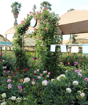 Ludwig's Rose Farm景点门票图片