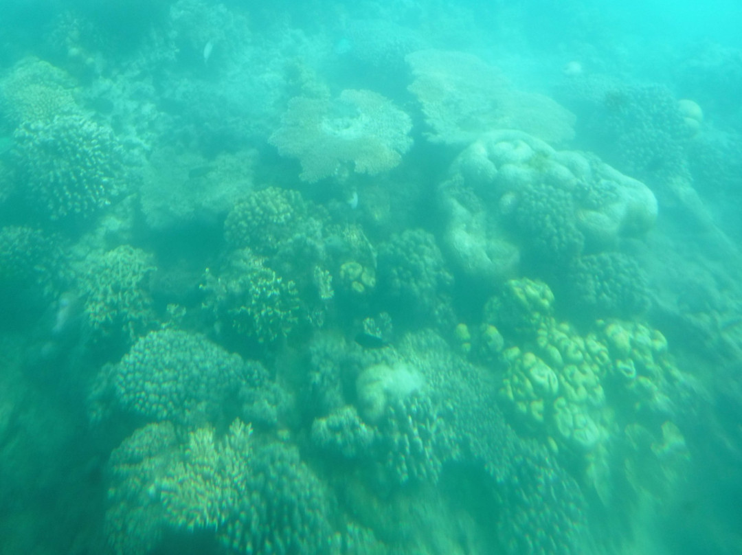 The Reef Explorer-维拉港必去景点