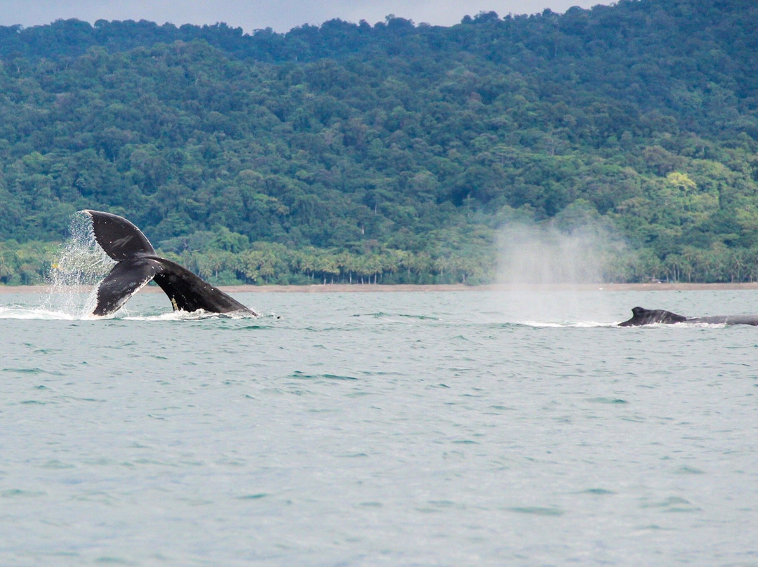 Nuquimar Hotel Whale Watching景点图片