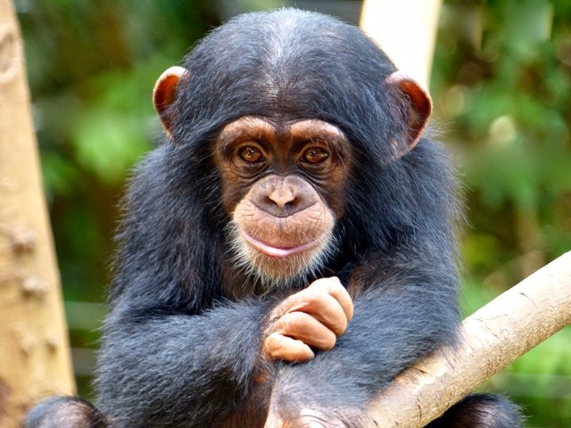Tacugama Chimpanzee Sanctuary景点图片