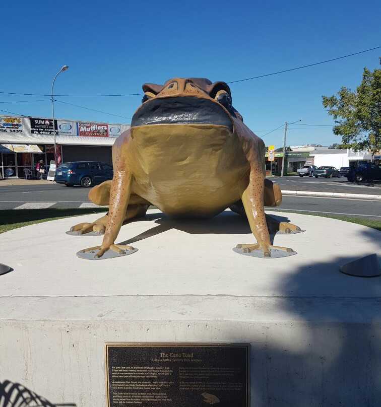 Big Cane Toad景点图片