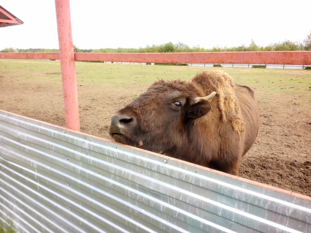 Ostrich Farm Krasavinskiy Khutorok-Zaosinovo必去景点