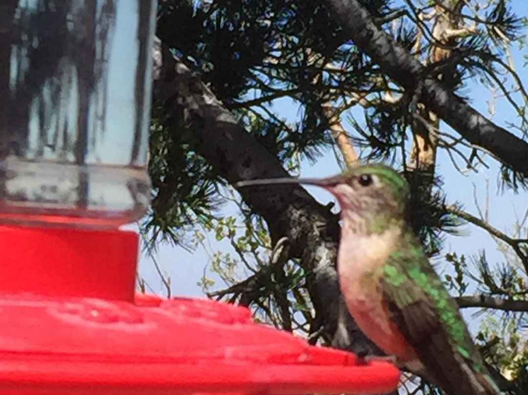 Sandia Crest House Gift Shop-Sandia Park必去景点