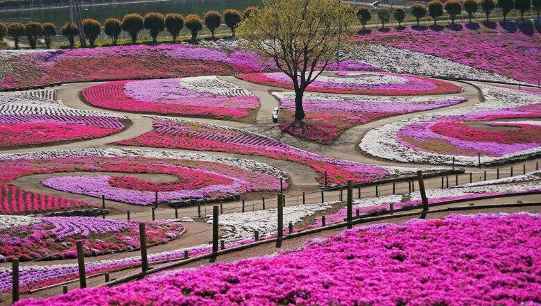 Misato moss phlox Park-高崎市必去景点