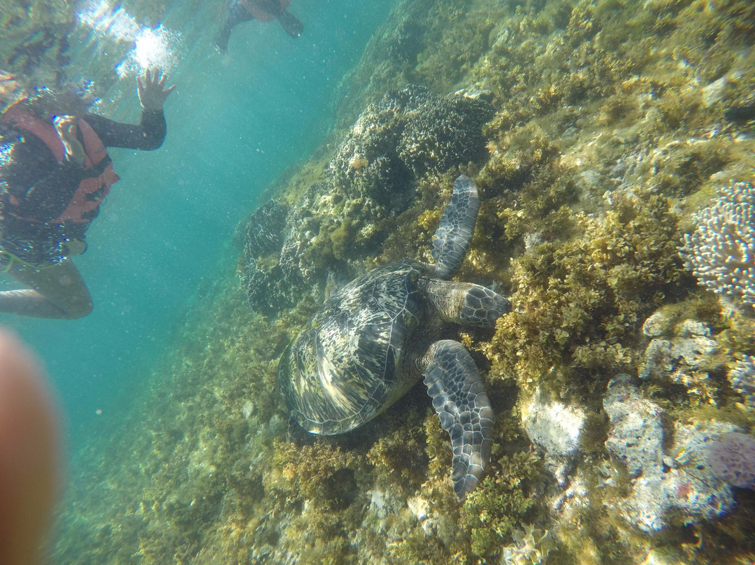 阿波岛潜水景点图片