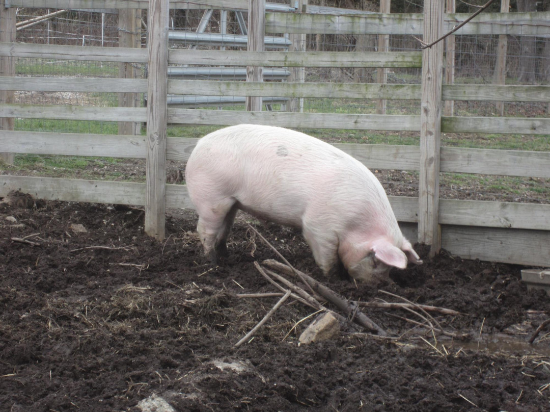 Benner's Farm-East Setauket必去景点