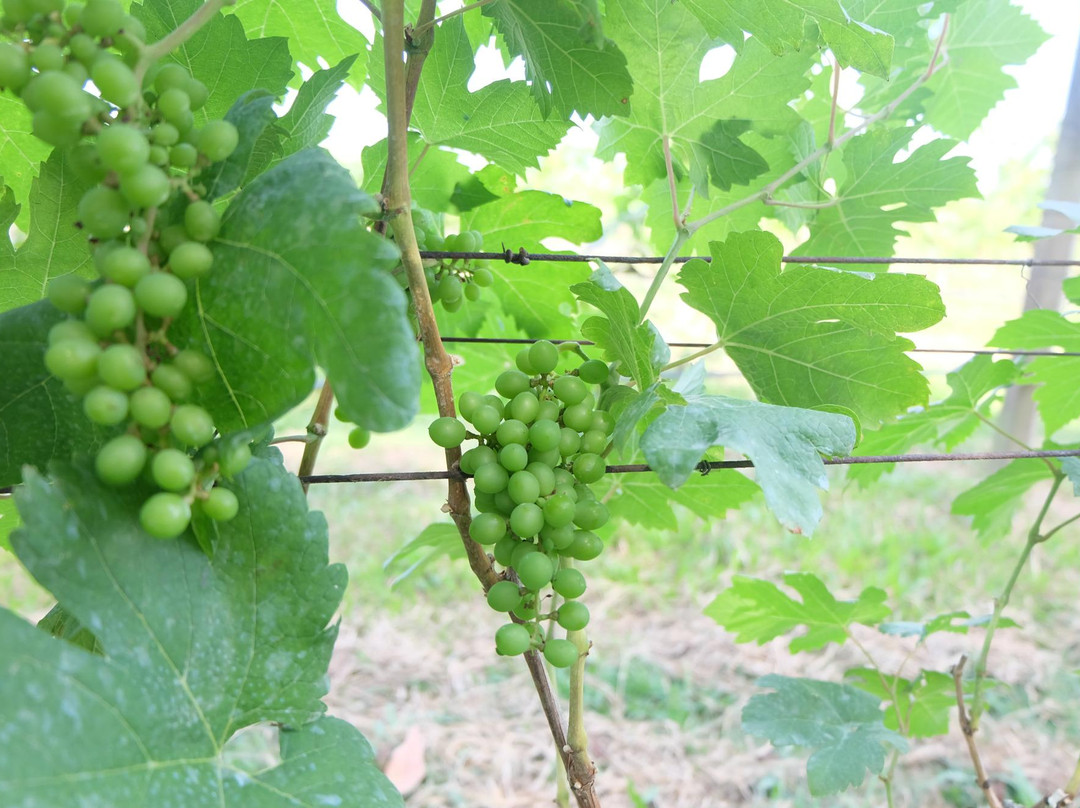 Village Farm & Winery景点图片