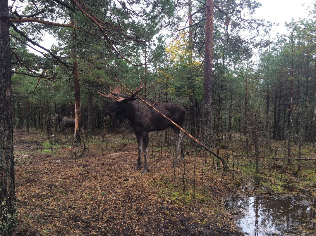 Moose af Anneröd-Uddevalla必去景点