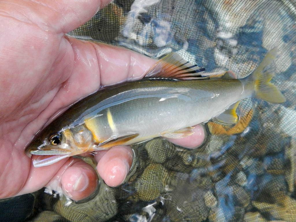 Business Hotel Top Inn Kagurano主图