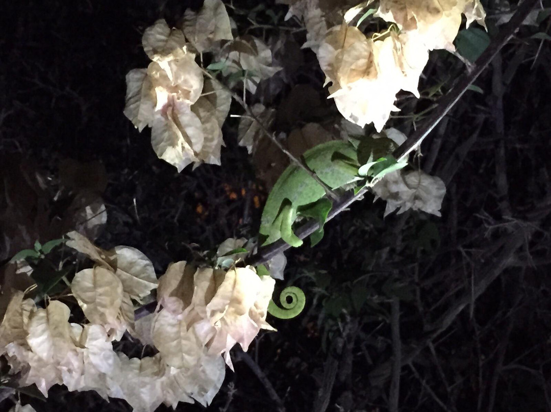 Jardín Botanico Celestino Mutis-罗塔必去景点