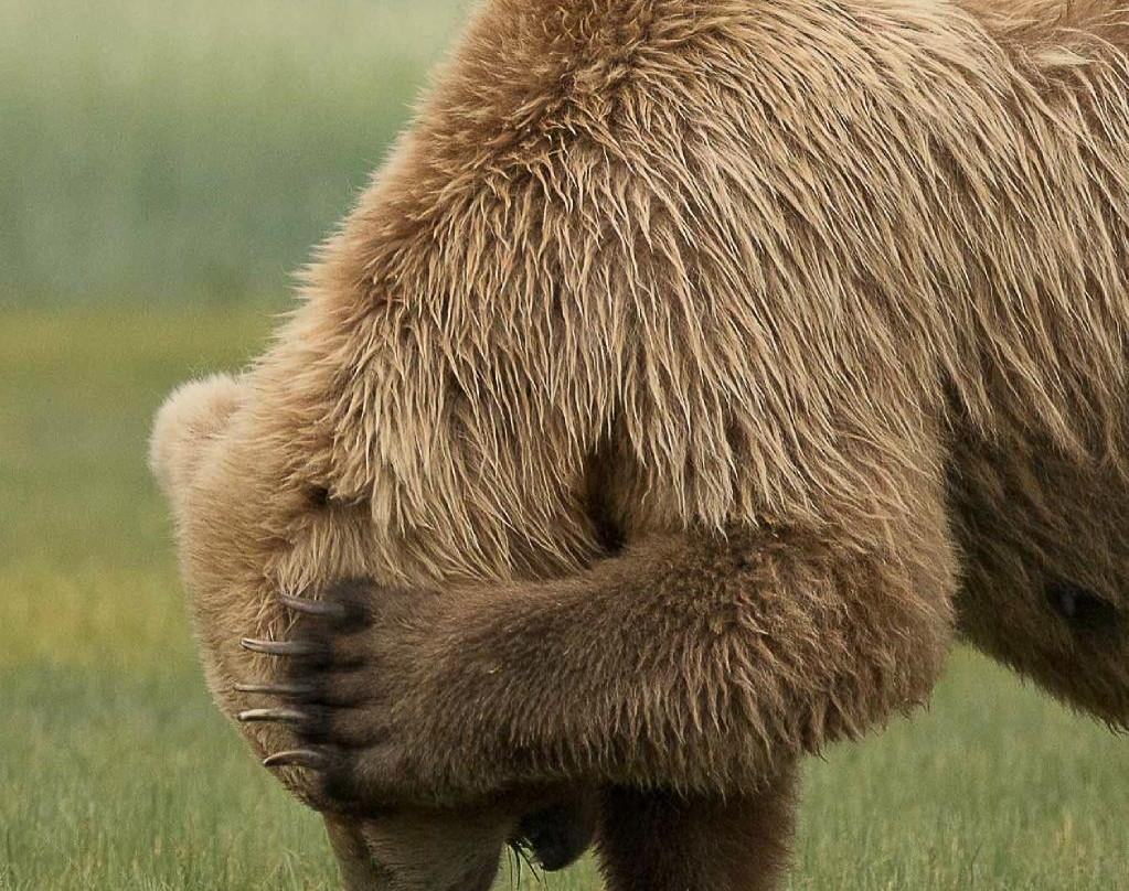 Alaska Bear Expeditions Bear Viewing Tours-卡特迈国家公园及自然保护区必去景点