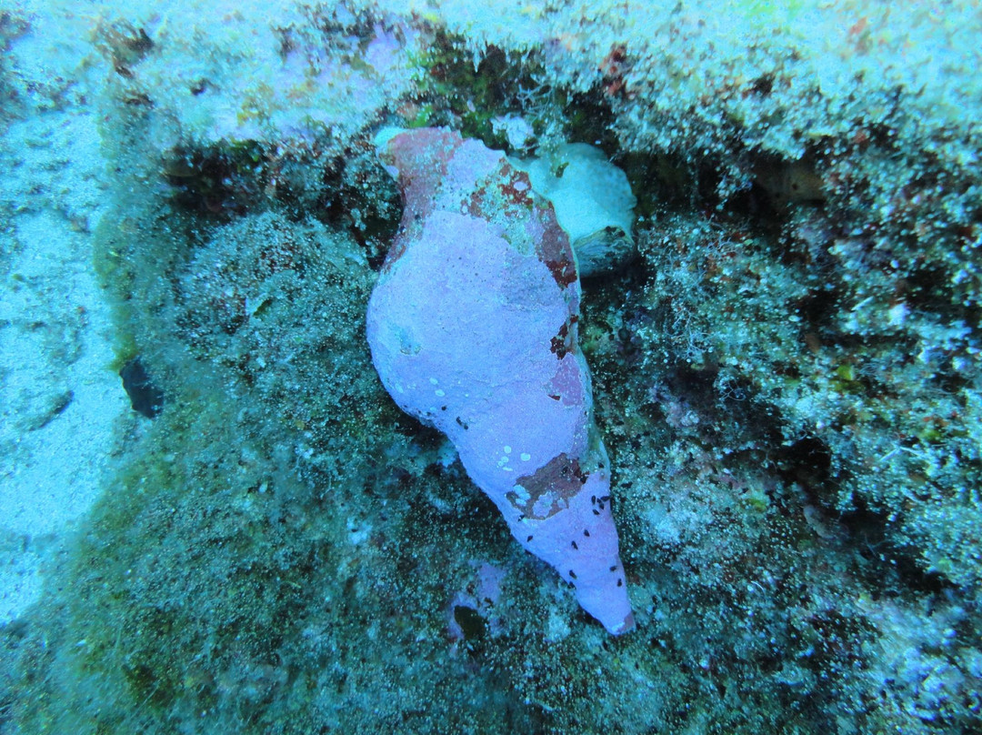 Dive Blue Dream-Agioi Anargyroi必去景点