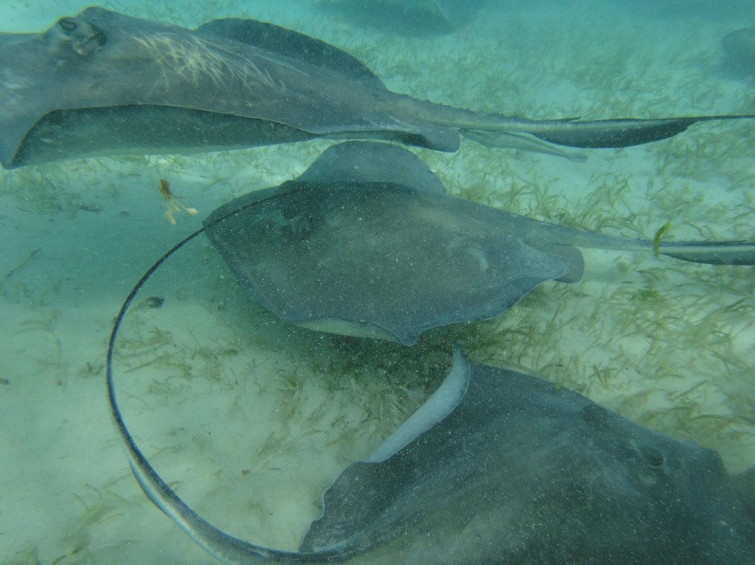 Stingray City Bahamas-Great Harbour Cay必去景点