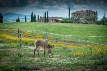 Centro Ippico Cavallo Maremma景点图片