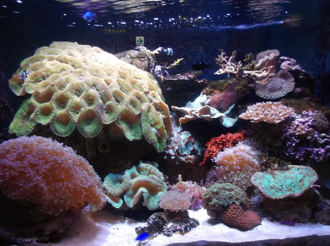 Wakayama Prefectural Museum of Natural History-海南市必去景点