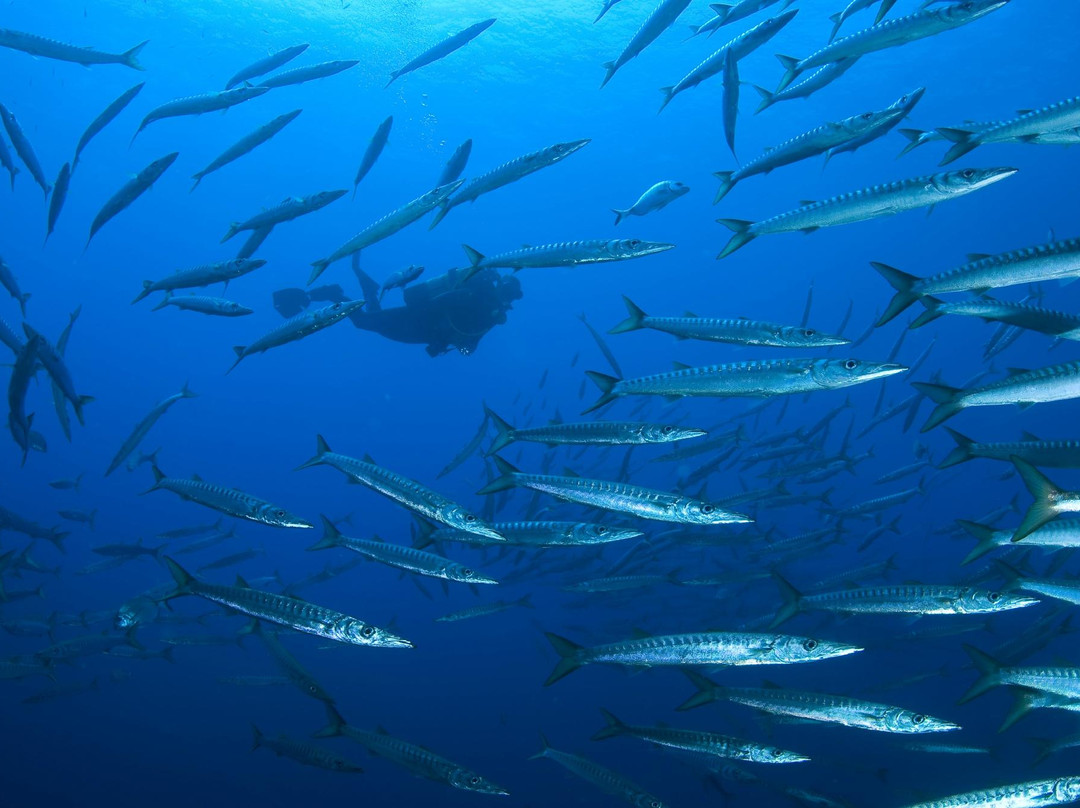 ZOEA Scuba Diving Center-圣庞沙必去景点