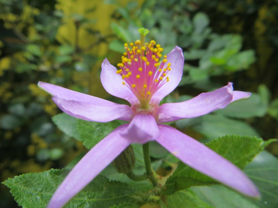 Jardin Botanico de Bogota Jose Celestino Mutis-波哥大必去景点
