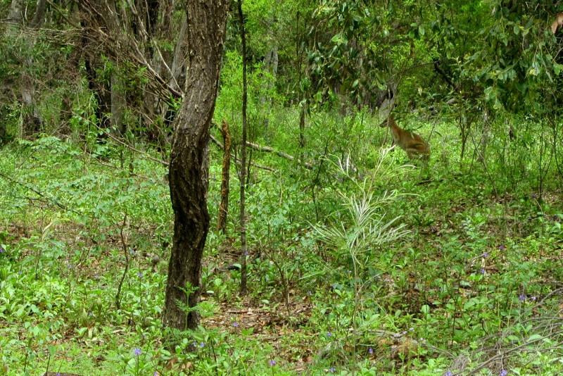 Perentie Tours-凯恩斯必去景点