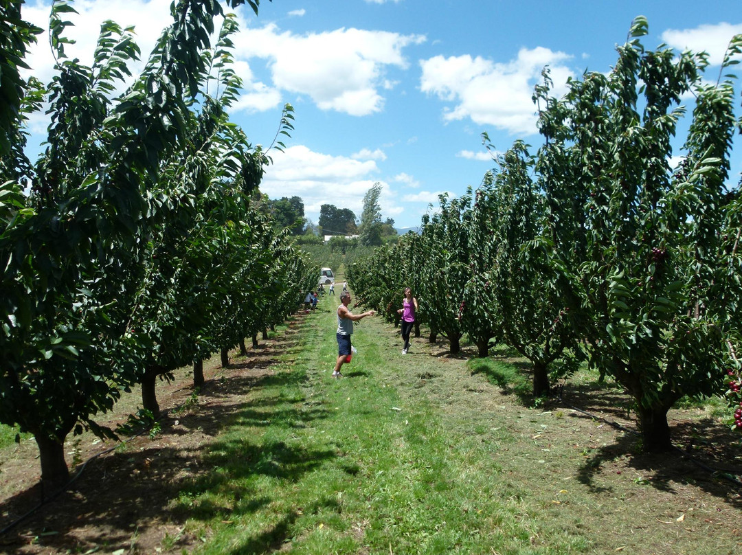 Cherryhill Orchards-Wandin East必去景点