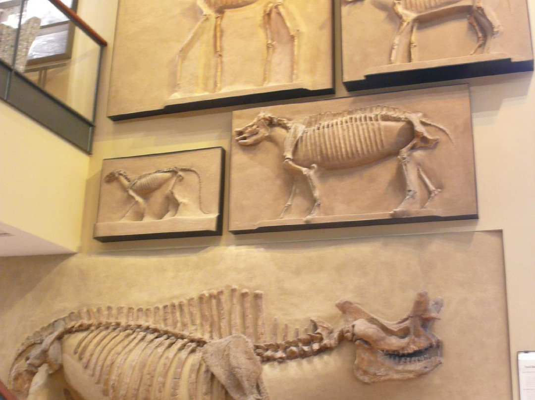 Amherst College Museum of Natural History-艾姆赫斯特必去景点